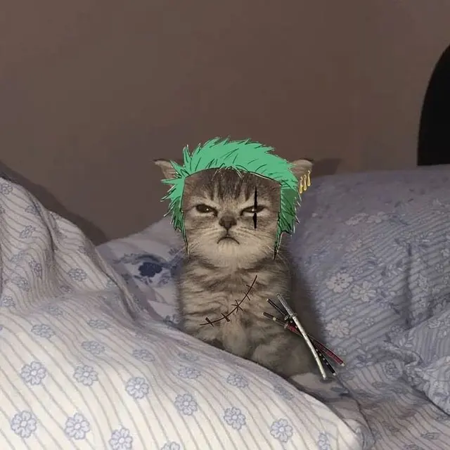 6 Editan Foto Kucing Jadi Kru Mugiwara One Piece Ini Tampak Lucu
