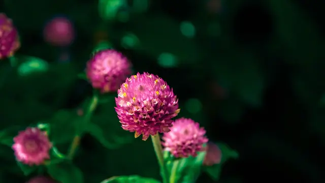 Bunga Kenop (Gomphrena globosa)