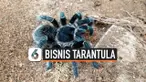 tarantula thumbnail
