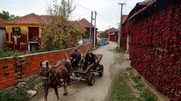 Warga menaiki kereta yang ditarik oleh kuda ketika melintas di dekat rumah yang temboknya penuh dengan gantungan paprika merah untuk dikeringkan, di Desa Donja Lakosnica, Serbia, 6 Oktober 2016. (REUTERS/Marko Djurica)