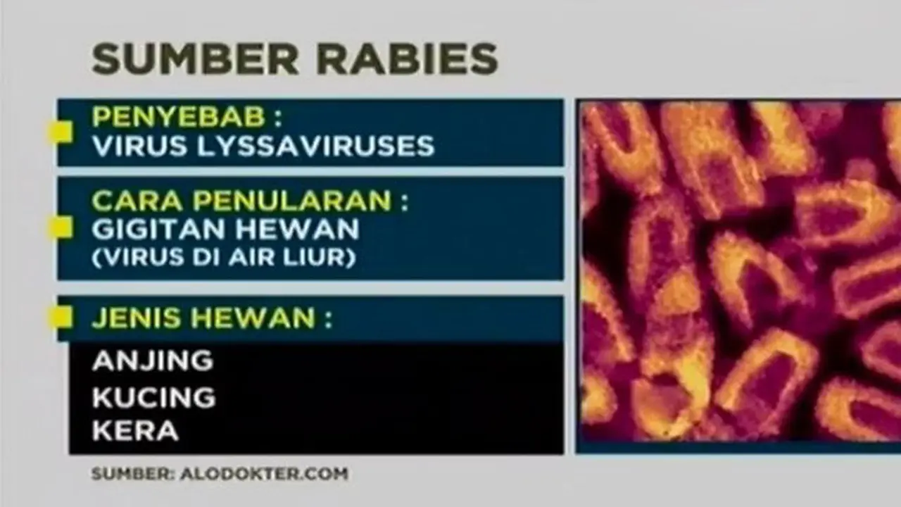  Bahaya Virus Rabies