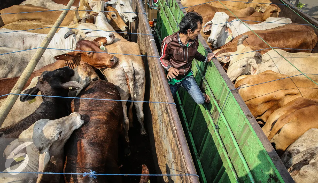 Pekerja memeriksa sejumlah sapi di dalam truk saat pelepasan pasar murah beras dan sapi di Jakarta, Selasa (22/9/2015). Sebanyak 30 truk beras dan sapi didistribusikan ke sejumlah pasar tradisional DKI. (Liputan6.com/Faizal Fanani)
