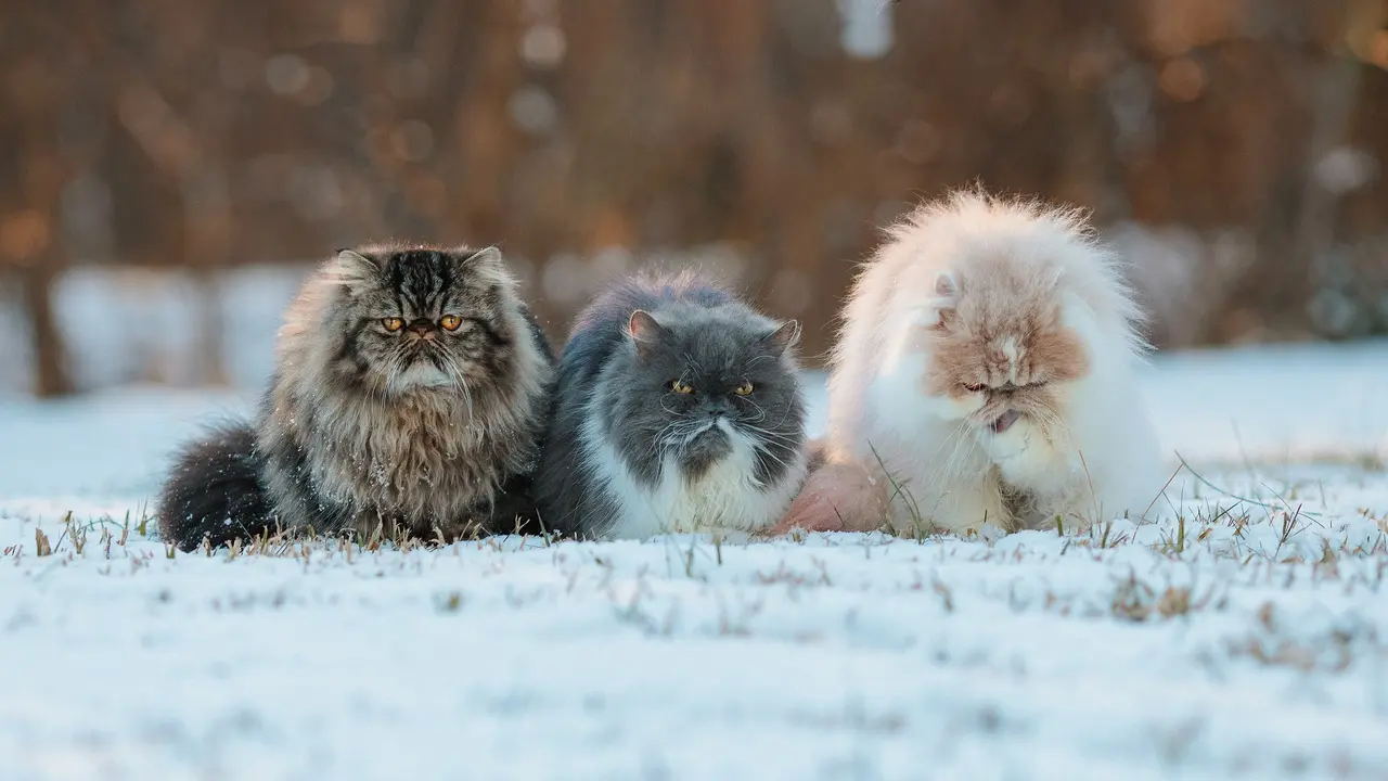 Persian Cat