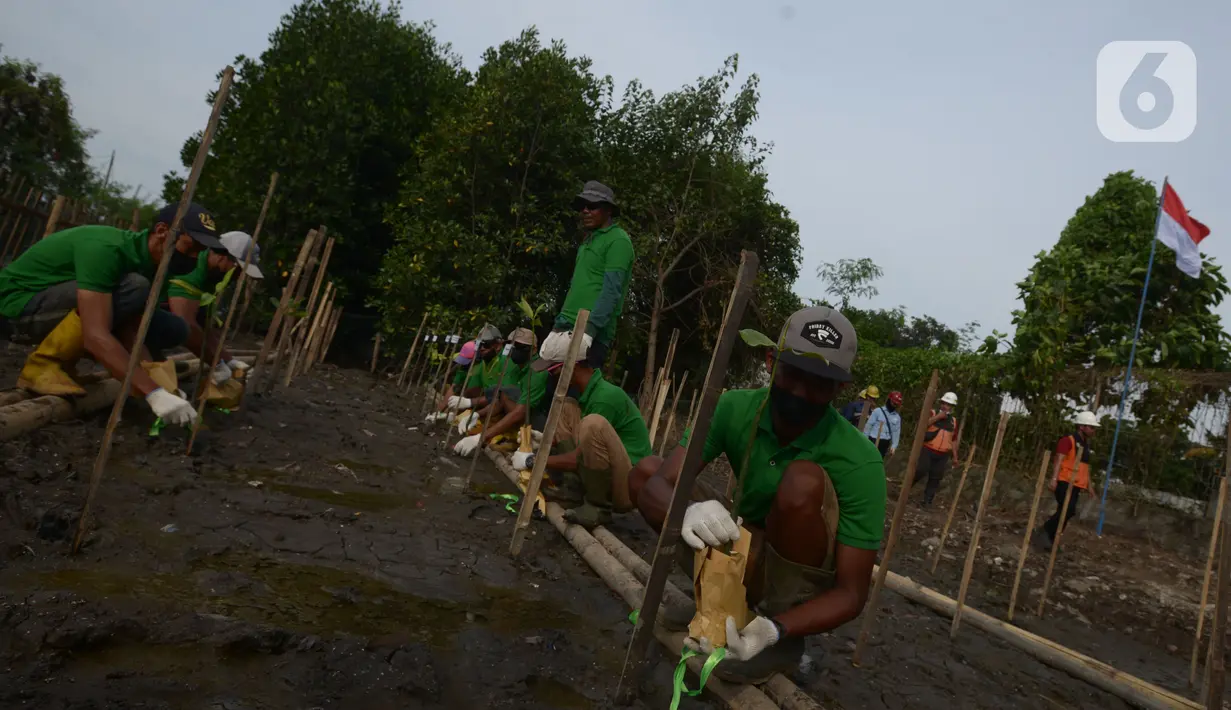 Pekerja melakukan penanam bibit Mangrove jenis Rhizopora Mucronata di Kawasan PT Karya Citra Nusantara  (KCN) Marunda, Cilincing Jakarta Jumat (3/6/2022). Sepanjang 1100 meter tahap dua untuk menanam mangrove di kawasan tersebut, sebagai komitmen kepedulian terhadap lingkungan laut terutama pesisir Utara Jakarta. (merdeka.com/Imam Buhori)