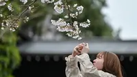 Festival Bunga Sakura di Kaki Gunung Fuji Dibatalkan Gara-gara Overtourism, Simak Opsi Alternatifnya