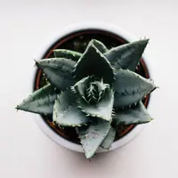 Aloe Vera | unsplash.com