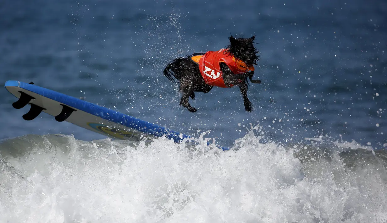 Seekor anjing melakukan aksi dengan papan surfingnya saat berlaga di Surf Dog Contest Surf City di Huntington Beach, California, Amerika Serikat, (27/9/2015). (REUTERS/Lucy Nicholson)