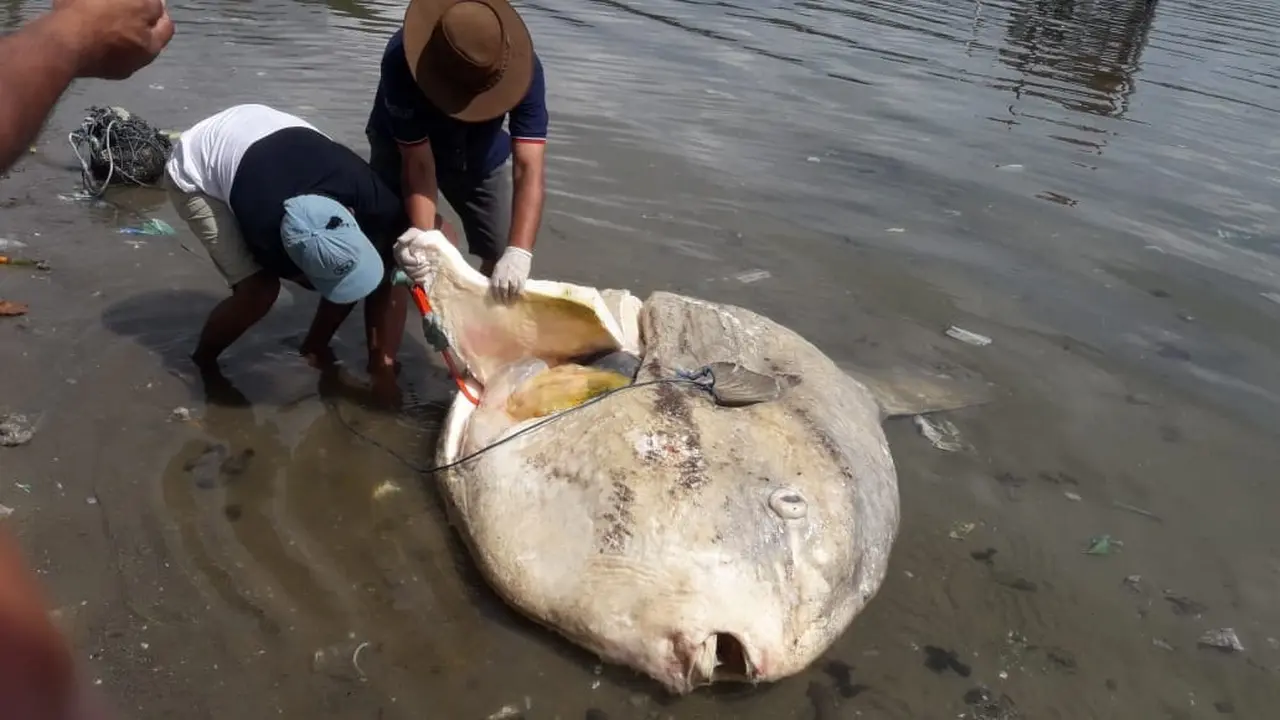 Fakta Ikan Mola-Mola yang Terdampar di Ambon