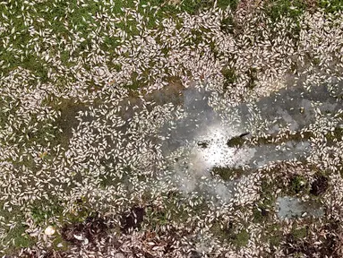 Foto udara ikan-ikan yang mati di tepi Sungai Santiago, salah satu sungai yang paling tercemar di Meksiko, di Juanacatlan, Negara Bagian Jalisco, pada 17 Juli 2024. (ULISES RUIZ / AFP)