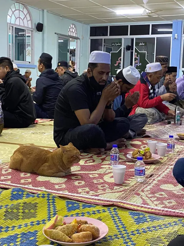 8 Potret Kucing Kalau Ikut Jalani Ramadhan, Ekspresinya Kocak Waktu Sahur