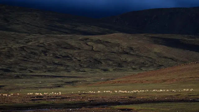 Melihat Kawanan Antelop Tibet di Danau Zonag China