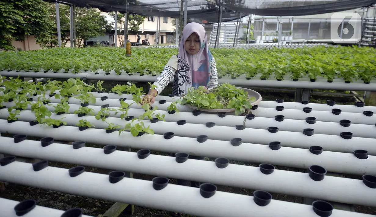 Warga menanam bayam hijau dalam pipa PVC atau sistem hidroponik di Kompleks Gudang PT NBA, Serua, Bojongsari, Depok, Jawa Barat, Jumat (10/7/2020). Pandemi COVID-19 membuat bercocok tanam dengan sistem hidroponik semakin populer di kalangan masyarakat perkotaan. (merdeka.com/Dwi Narwoko)