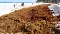 Alga Cokelat di pantai Barbados (destinationtips)