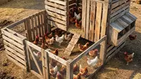 Cara Membuat Kandang Ayam Petelur dari Palet Bekas untuk Pemula, Murah dan Ramah Lingkungan