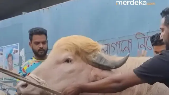 Kerbau Viral Mirip "Donald Trump" Diamankan Otoritas Bangladesh, Batal Dikurbankan