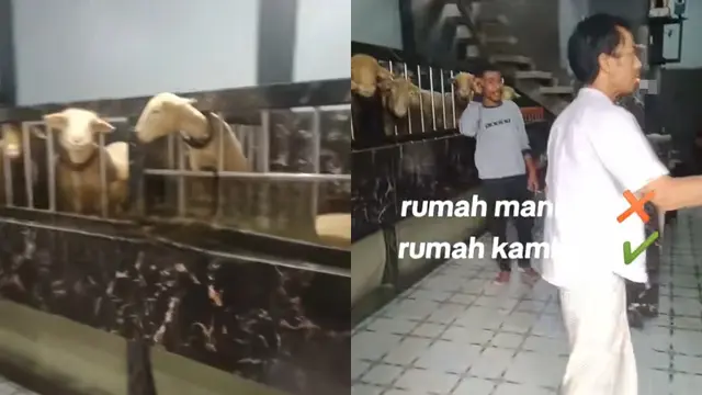 Rumah Mewah Kambing di Banjarnegara