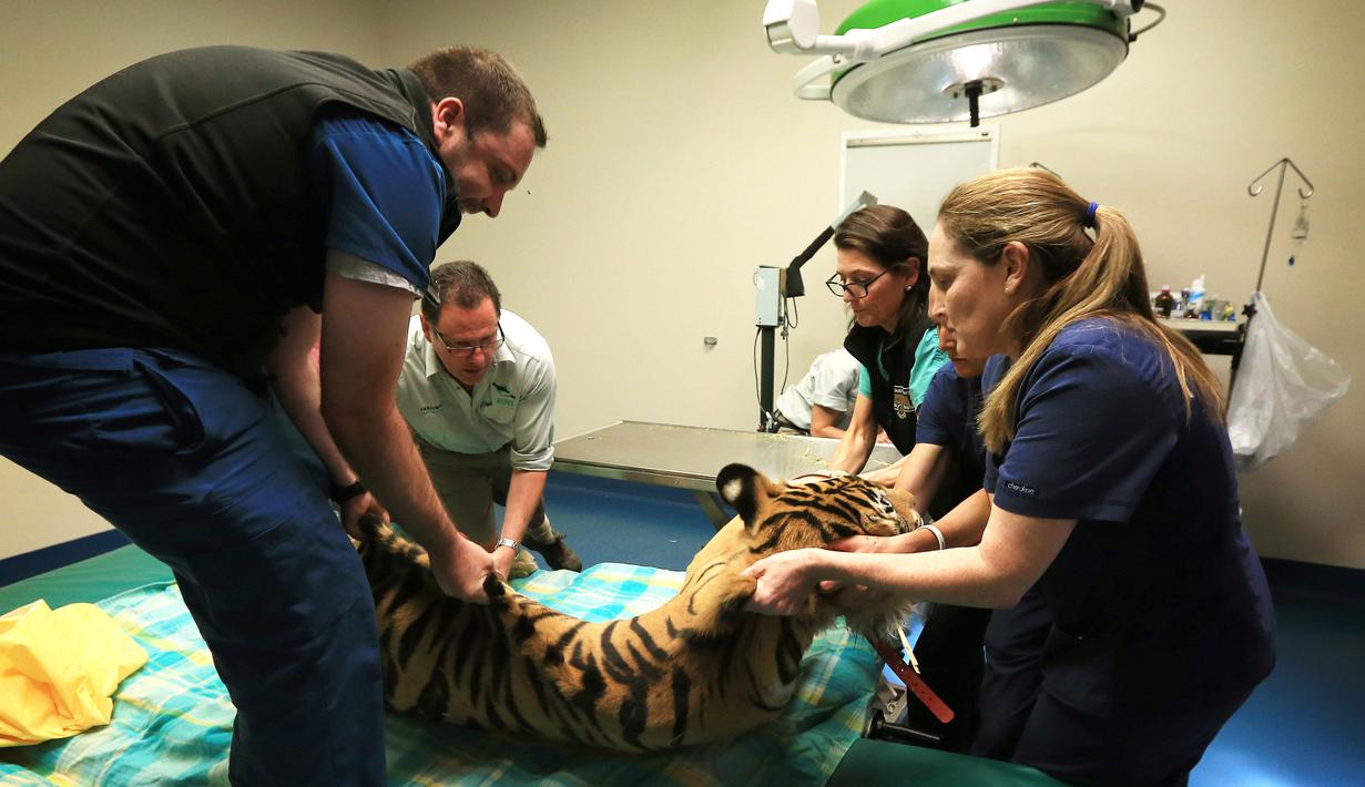 Harimau Bengal usai menjalani operasi mata ringan di Rumah Sakit Universitas Kedokteran Hewan, Sydney, Australia, Rabu (16/11). Harimau ini dioperasi untuk memperbaiki kelainan pada matanya yang juling. (AFP Photo/Toby Zerna)