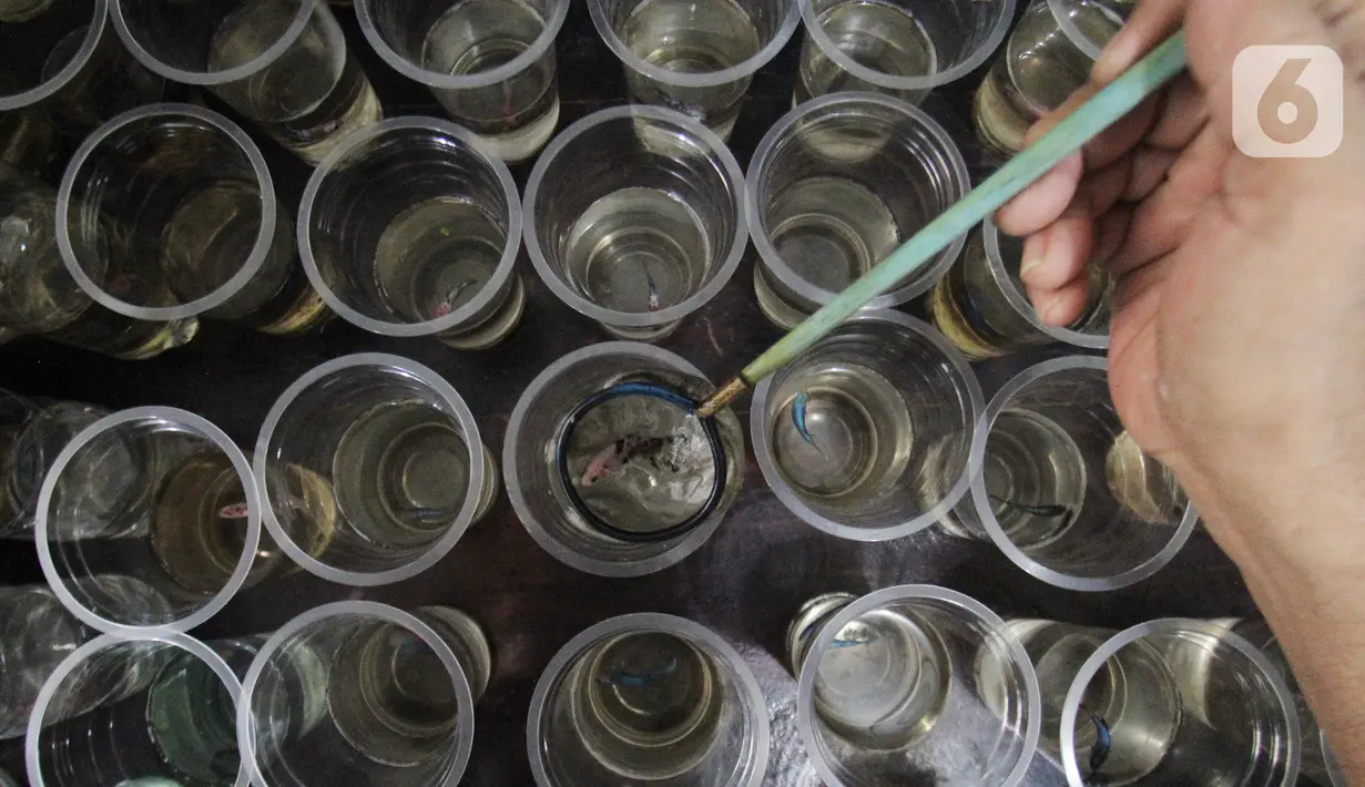 Penjual ikan cupang hias menyortir hasil budidaya rumahan untuk dijual di Perumahan Pondok Arum, Karawaci, Tangerang, Kamis (21/01/2021). Mereka dapat memperoleh pendapatan bersih Rp1,5 juta hingga Rp2 juta per bulan. (merdeka.com/Arie Basuki)