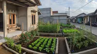 Membuat Kebun Mini Sayuran untuk Pemula, Wujudkan Panen Segar di Lahan Terbatas