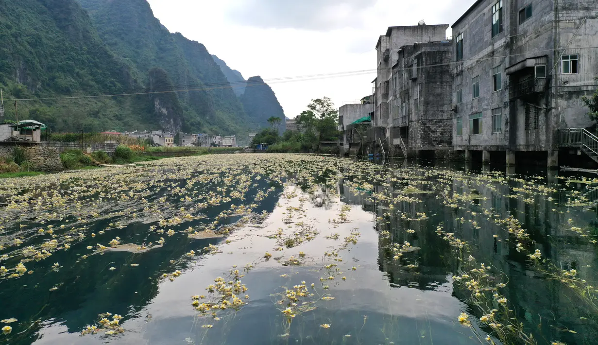 Foto dari udara menunjukkan pemandangan bunga Ottelia acuminata di Sungai Chengjiang di Kota Daxing yang berada di Wilayah Otonom Etnis Yao Du'an, Daerah Otonom Etnis Zhuang Guangxi, China selatan (28/10/2020). (Xinhua/Lu Boan)