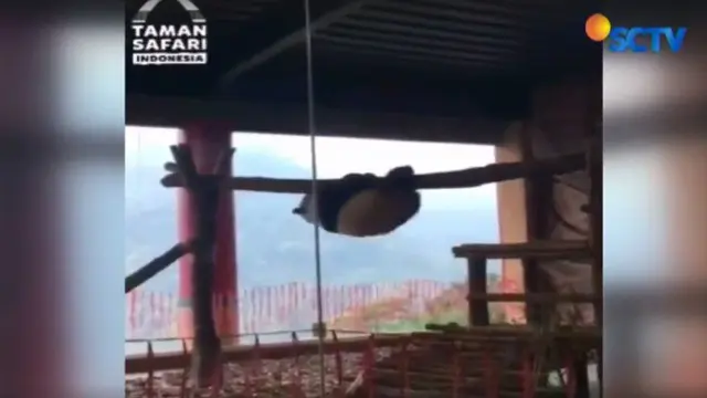 Lucunya Panda Cai Tao Saat Bergaya Atlet Gimnastik di Taman Safari