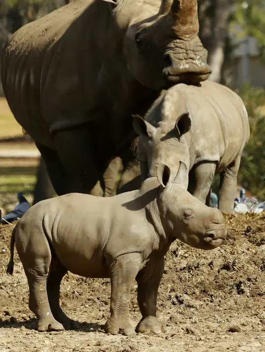 Bayi badak putih betina bernama Karen Peles berdiri dekat induknya di sebuah kebun binatang terbuka, Ramat Gan Safari di Israel, 21 Januari 2019. Saat ini badak putih dalam bahaya kepunahan karena perburuan. ( JACK GUEZ / AFP)
