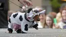 Seekor anjing jenis dachshund memakai kostum sapi saat mengikuti Parade Dachshund di St.Petersburg, Rusia, Sabtu (27/5). (AP Photo / Dmitri Lovetsky)