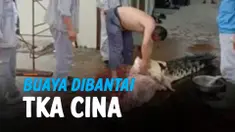 TKA CINA BANTAI BUAYA DI AREA PERTAMBANGAN KONAWE