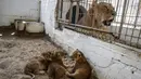 Tiga bayi singa yang baru lahir berada di dalam kandang di sebuah kebun binatang di Rafah, Jalur Gaza (8/9/2019). Kehadiran tiga bayi singa ini menambah koleksi satwa sebuah kebun binatang tersebut. (AFP Photo/Said Khatib)