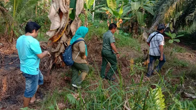 Personel BBKSDA Riau mengecek lokasi temuan jejak dikira milik Harimau Sumatra yang ternyata adalah tapir.