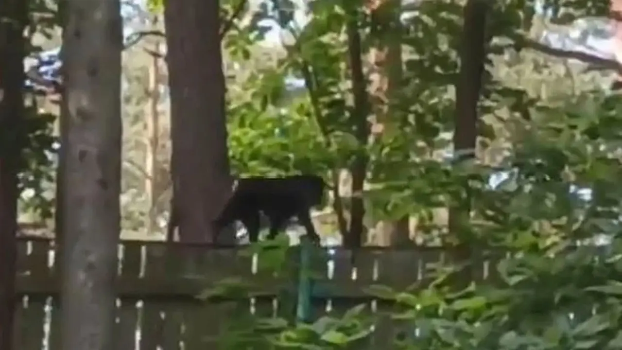 Dua monyet masih bebas berkeliaran sejak mereka berhasil keluar dari kandang mereka di Kebun Binatang Děčín, Senin (12/6/2023).