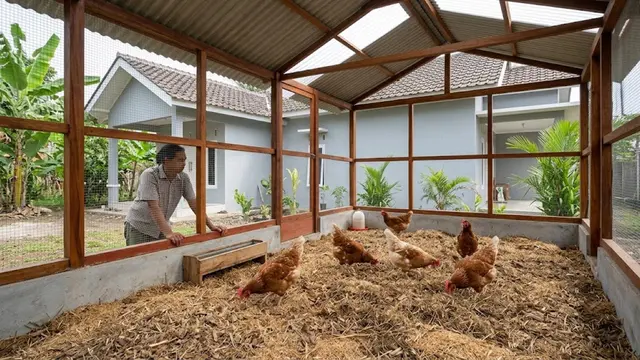 Ide Kandang Ayam Anti Bau dan Becek
