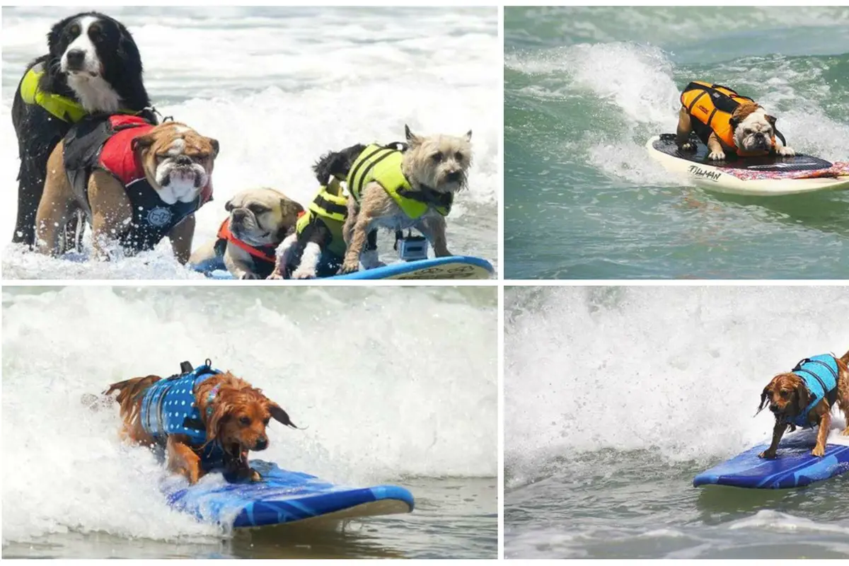 Lomba Selancar Ala Anjing