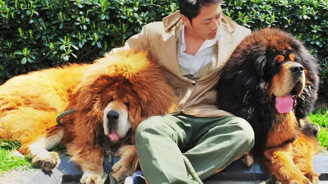 Serial anjing Tibet 3