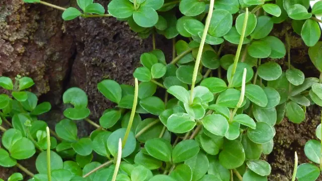 Peperomia plant