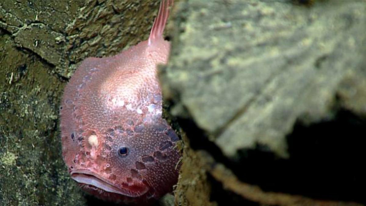 Parasitisme Seksual Diduga Membuat Ikan Anglerfish Kuat Bertahan di ...