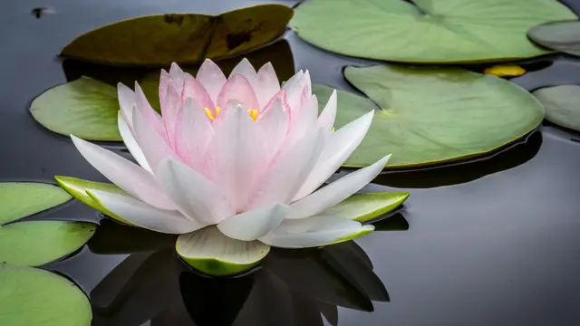 Zen