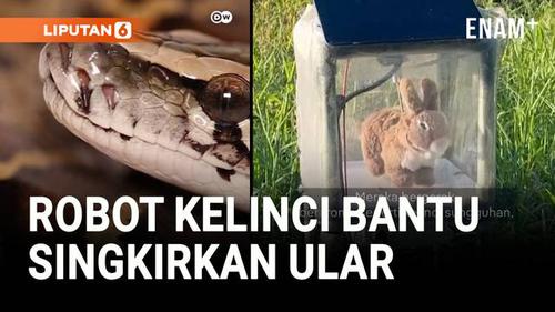 Robot Kelinci Ini Bantu Singkirkan Ular Hama