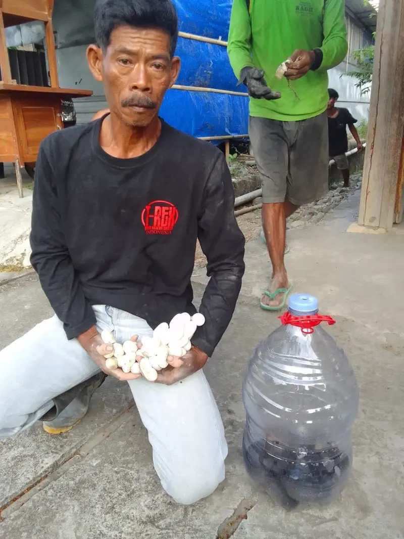 Penemuan telur kobra di Klaten