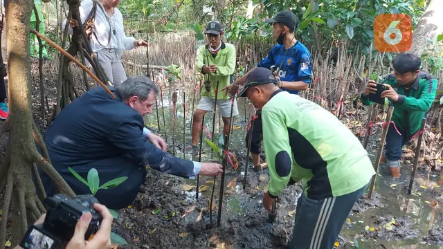 Salah satu perwakilan dari Delegasi Uni Eropa menanam magrov (Liputan6.com/ Linda Sapira)