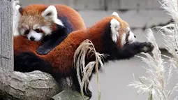 Bayi kembar panda merah memanjat pohon yang ada dalam kandang sementara mereka selama pratinjau media di Woodland Park Zoo, Seattle, Rabu (14/11). Bayi kembar berusia 5 bulan itu akan membuat debut publik pada pada 23 November 2018. (AP/Elaine Thompson)