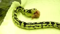Pernah terbayangkan mengapa ular berkepala dua berebut mangsa? Padahal mereka berbagi satu perut yang sama.