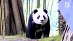 Sebuah desa di Provinsi Sichuan, China kedatangan tamu tak diundang. Seekor panda raksasa datang ke desa tersebut dan membuat warga heboh.
