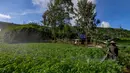 Petani melakukan penyemprotan pupuk pada tanaman kentang di kawasan dataran tinggi Dieng, Batur, Banjarnegara, Jawa Tengah, Minggu (2/11/2025). Sebelumnya, perubahan kebijakan ini merupakan bagian dari penyesuaian anggaran subsidi pupuk yang terbatas, dengan fokus pada komoditas yang dianggap strategis untuk ketahanan pangan nasional dan pengendalian inflasi. (merdeka.com/Arie Basuki)