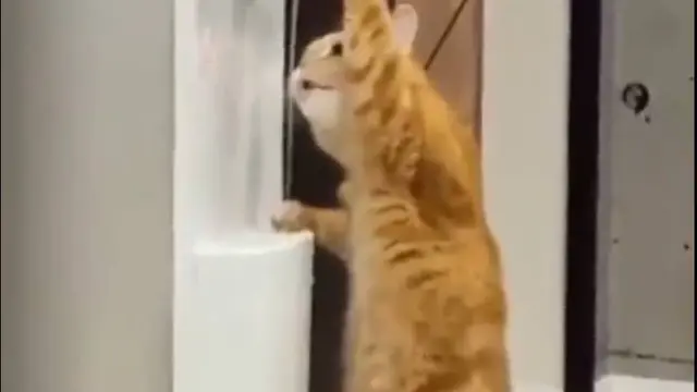 8 Tingkah Nyeleneh Kucing saat Makan dan Minum Ini Bikin Geleng Kepala