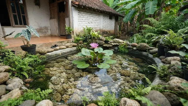 Kombinasi Batu Tanaman dan Ikan Untuk Mini Pond