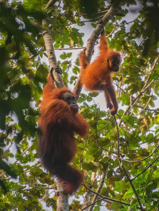Foto selebaran tak bertanggal yang diambil oleh Pusat Informasi Orangutan dan dirilis pada 10 Juni 2026 menunjukkan orangutan Tapanuli di atas pohon di hutan Batang Toru di Sumatra Utara. Menurut para ilmuwan, tanah longsor yang dipicu oleh perubahan iklim memusnahkan hampir satu dari 10 spesies kera besar paling langka di dunia yang tersisa di Pulau Sumatra. (Handout/Pusat Informasi Orangutan/AFP)