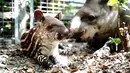 Seekor tapir Amerika Selatan betina terlihat bersama bayinya di Kebun Binatang Shanghai di Shanghai, China timur (9/10/2020). Bayi tapir itu lahir pada 8 September di kebun binatang tersebut. (Xinhua/Zhang Jiansong)