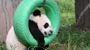 Panda bernama Yuan Yuan bermain di pusat penelitian dan penangkaran panda raksasa Qinling di Provinsi Shaanxi, China (31/3/2020). Pada 2019, tiga anak panda Jia Jia, Yuan Yuan, dan Qin Kuer lahir di tempat tersebut. Berkat perawatan para staf, ketiganya tumbuh besar dan sehat. (Xinhua/Zhang Bowen)