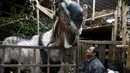  Seekor kambing ditimbang sebelum dijual selama festival keagamaan terbesar bagi umat Hindu di Nepal, Kamis (15/10/2015).  Warga Hindu Nepal merayakannya dengan mengorbankan hewan, menerbangkan layangan dan menyembah Dewi Durga. (REUTERS/Navesh Chitrakar)